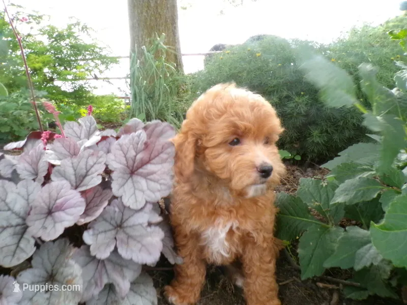 Connie – Cockapoo puppy for sale in Syracuse, IN