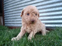 Reba, a female Poodle - Toy  for sale in Syracuse, IN – Photo 1 of 3
