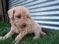 Reba, a female Poodle - Toy  for sale in Syracuse, IN – Photo 2 of 3
