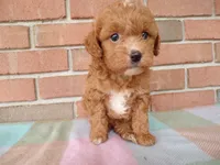 Connie, a female Cockapoo for sale in Syracuse, IN – 3 of 6