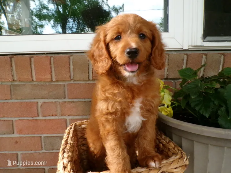 Casper – Cockapoo puppy for sale in Syracuse, IN