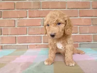 Conner, a male Cockapoo for sale in Syracuse, IN – 1 of 4