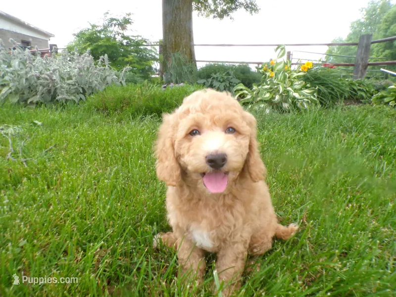Chandler – Cockapoo puppy for sale in Syracuse, IN