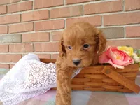 Chandler, a male Cockapoo for sale in Syracuse, IN – 2 of 5