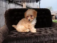 Roxy, a female Poodle - Miniature  for sale in Syracuse, IN – Photo 2 of 4