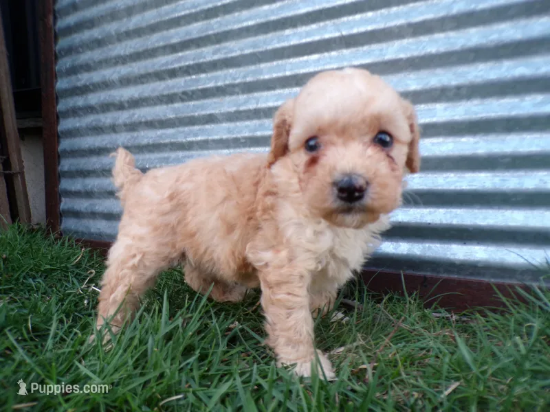 Roxy – Poodle - Toy  puppy for sale in Syracuse, IN
