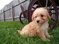 Roxy, a female Poodle - Miniature  for sale in Syracuse, IN – Photo 3 of 4