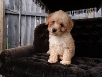 Roxy, a female Poodle - Miniature  for sale in Syracuse, IN – Photo 4 of 4