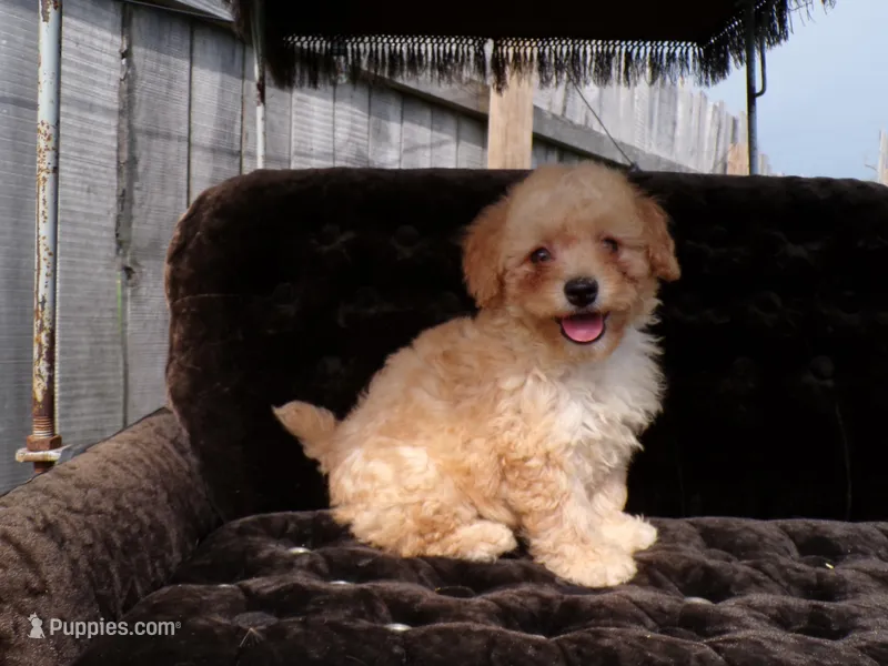 Roxy – Poodle - Toy  puppy for sale in Syracuse, IN