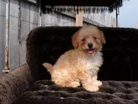 Roxy, a female Poodle - Miniature  for sale in Syracuse, IN – Photo 1 of 4