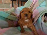 Casper, a male Cockapoo for sale in Syracuse, IN – 5 of 5