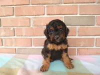 Cassie, a female Cockapoo for sale in Syracuse, IN – 3 of 7
