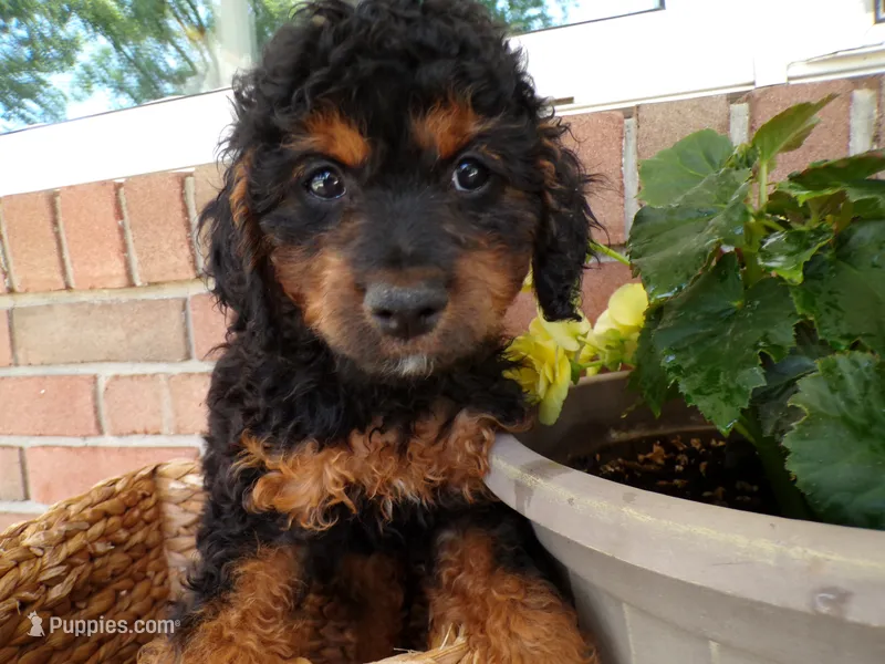 Cassie – Cockapoo puppy for sale in Syracuse, IN