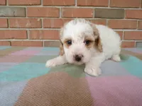 Callie, a female Cockapoo for sale in Syracuse, IN – 2 of 4