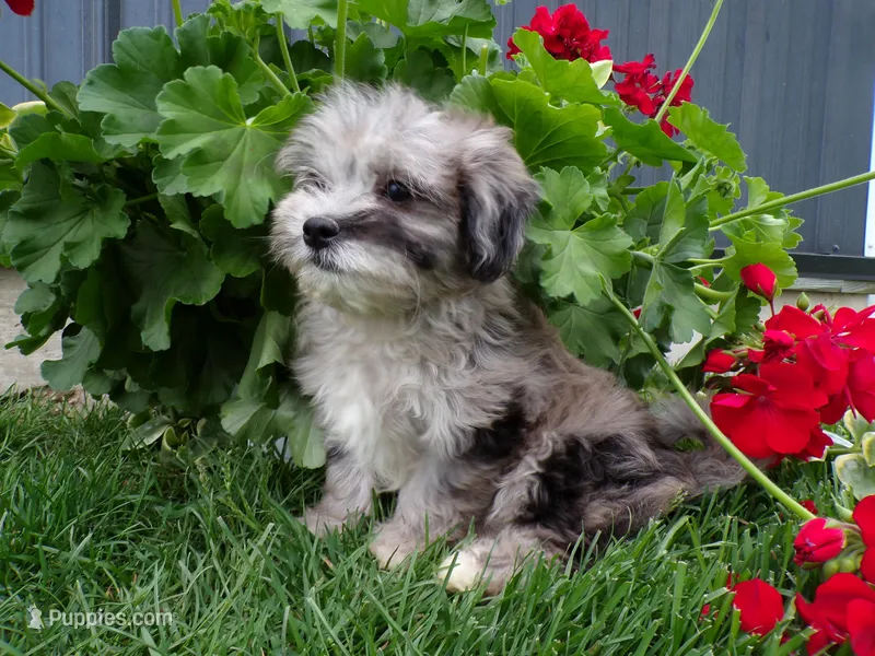 Peyton – Shihpoo puppy for sale in Syracuse, IN