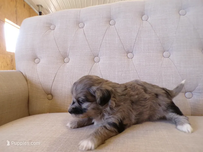 Peyton – Shihpoo puppy for sale in Syracuse, IN