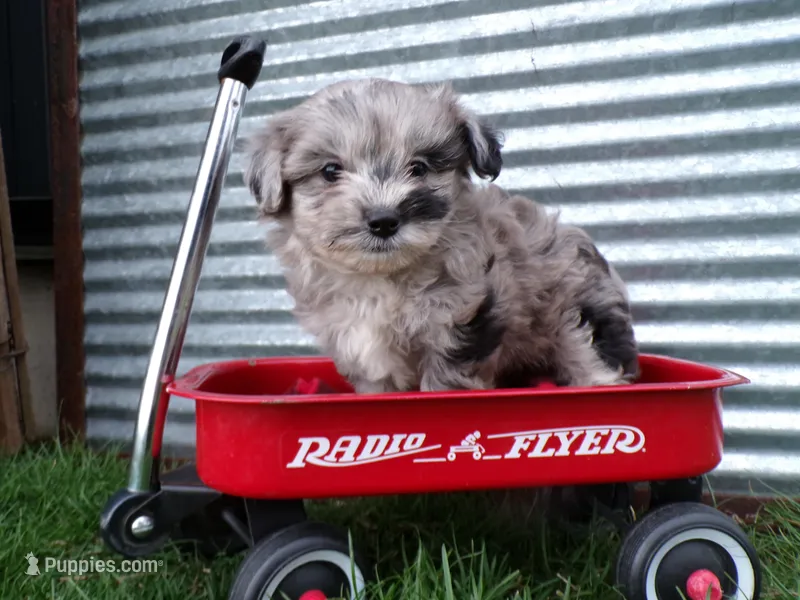 Peyton – Shihpoo puppy for sale in Syracuse, IN