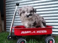 Peyton, a male Shihpoo for sale in Syracuse, IN – Photo 1 of 5