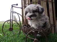 Peyton, a male Shihpoo for sale in Syracuse, IN – Photo 5 of 5