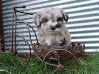 Peyton, a male Shihpoo for sale in Syracuse, IN – Photo 3 of 5