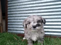 Peyton, a male Shihpoo for sale in Syracuse, IN – Photo 4 of 5