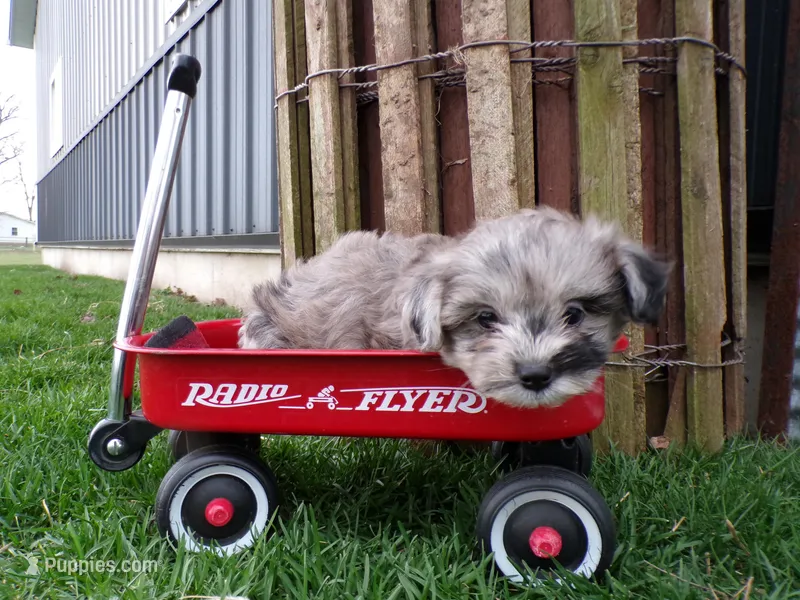 Peyton – Shihpoo puppy for sale in Syracuse, IN
