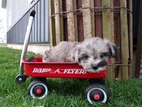 Peyton, a male Shihpoo for sale in Syracuse, IN – Photo 2 of 5
