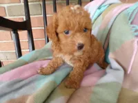 Connie, a female Cockapoo for sale in Syracuse, IN – 6 of 6