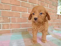 Chandler, a male Cockapoo for sale in Syracuse, IN – 5 of 5