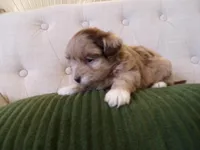 Piper, a male Shihpoo for sale in Syracuse, IN – Photo 1 of 3