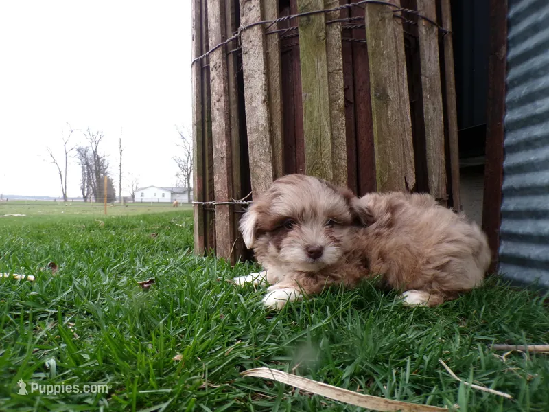 Piper – Shihpoo puppy for sale in Syracuse, IN