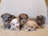 Piper, a male Shihpoo for sale in Syracuse, IN – Photo 2 of 3