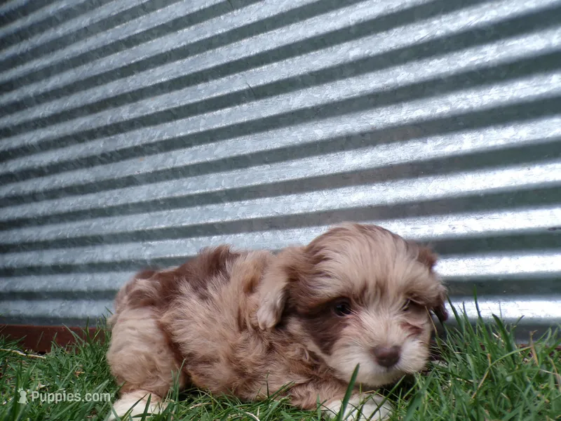 Piper – Shihpoo puppy for sale in Syracuse, IN