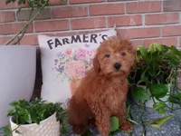Brinn, a female Miniature Goldendoodle for sale in Syracuse, IN – Photo 2 of 5