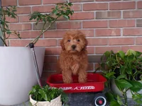 Brinn, a female Miniature Goldendoodle for sale in Syracuse, IN – Photo 4 of 5