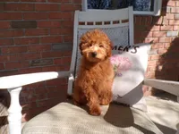 Brinn, a female Miniature Goldendoodle for sale in Syracuse, IN – Photo 2 of 5