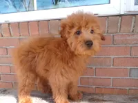 Brinn, a female Miniature Goldendoodle for sale in Syracuse, IN – Photo 4 of 5