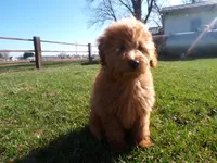 Brinn, a female Miniature Goldendoodle for sale in Syracuse, IN – Photo 3 of 5