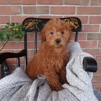 Brinn, a female Miniature Goldendoodle for sale in Syracuse, IN – Photo 5 of 5