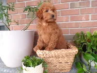 Brinn, a female Miniature Goldendoodle for sale in Syracuse, IN – Photo 1 of 5