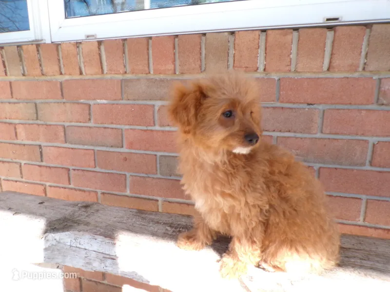 Bailey – Miniature Goldendoodle puppy for sale in Syracuse, IN