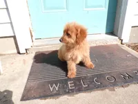 Bailey, a female Miniature Goldendoodle for sale in Syracuse, IN – Photo 4 of 5