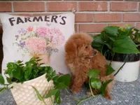 Bailey, a female Miniature Goldendoodle for sale in Syracuse, IN – Photo 4 of 5