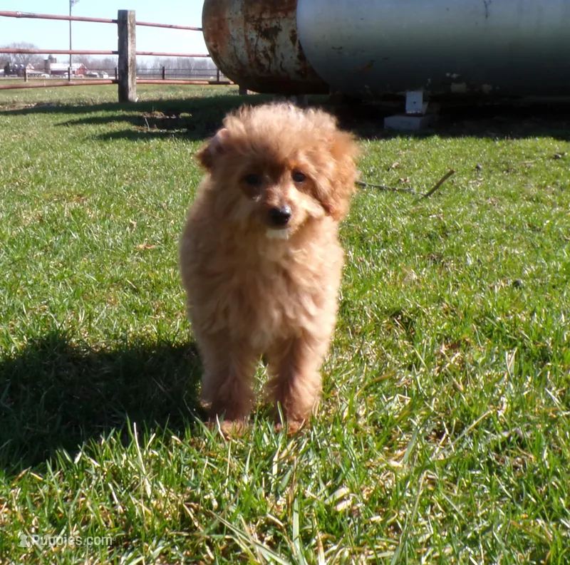 Bailey – Miniature Goldendoodle puppy for sale in Syracuse, IN