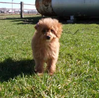 Bailey, a female Miniature Goldendoodle for sale in Syracuse, IN – Photo 3 of 5