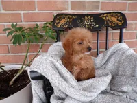 Bailey, a female Miniature Goldendoodle for sale in Syracuse, IN – Photo 2 of 5