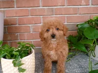 Bailey, a female Miniature Goldendoodle for sale in Syracuse, IN – Photo 5 of 5