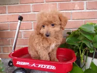 Bailey, a female Miniature Goldendoodle for sale in Syracuse, IN – Photo 3 of 5