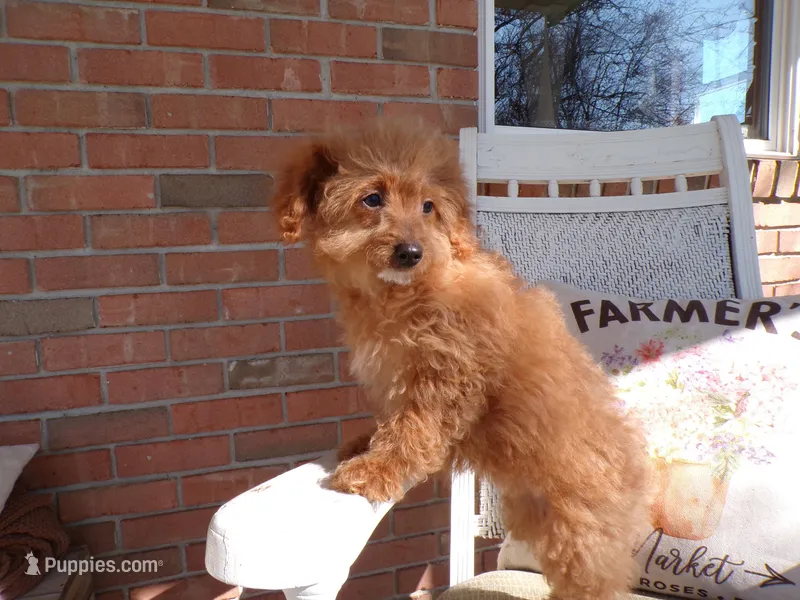 Bailey – Miniature Goldendoodle puppy for sale in Syracuse, IN