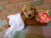 Conner, a male Cockapoo for sale in Syracuse, IN – 3 of 4